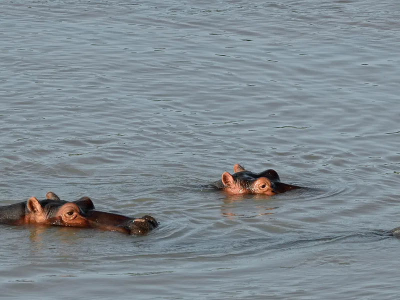 Hippos half submerged in the Luangwa River, Zambia