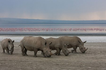 Big Five Rhinos In Lake Nakuru National Park