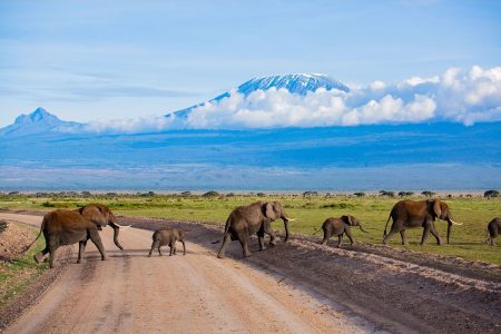Elephants In Amboseli National Park