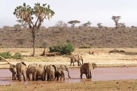 Samburu-Kenya-Safari-Holidays