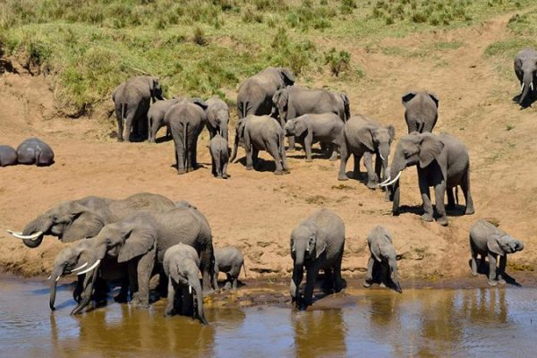 Tarangire National Park Elephants