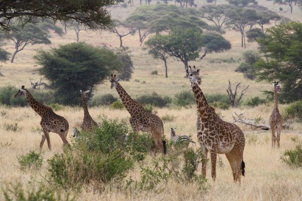 Tarangire National Park Giraffe