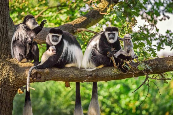 colobus-aap-1