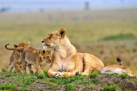 Masai Mara Kenya Safari Holiday